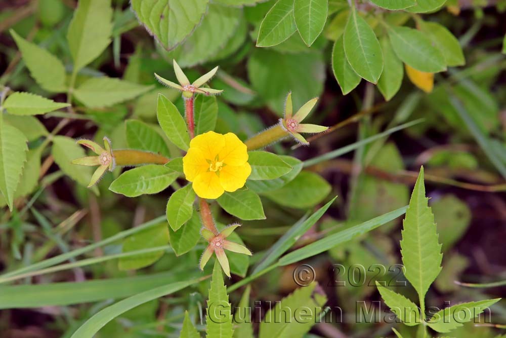 Ludwigia peploides