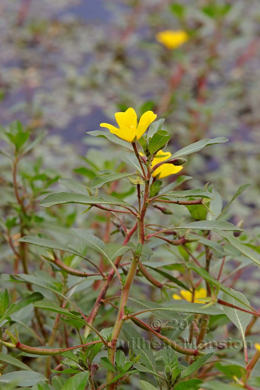 Ludwigia peploides