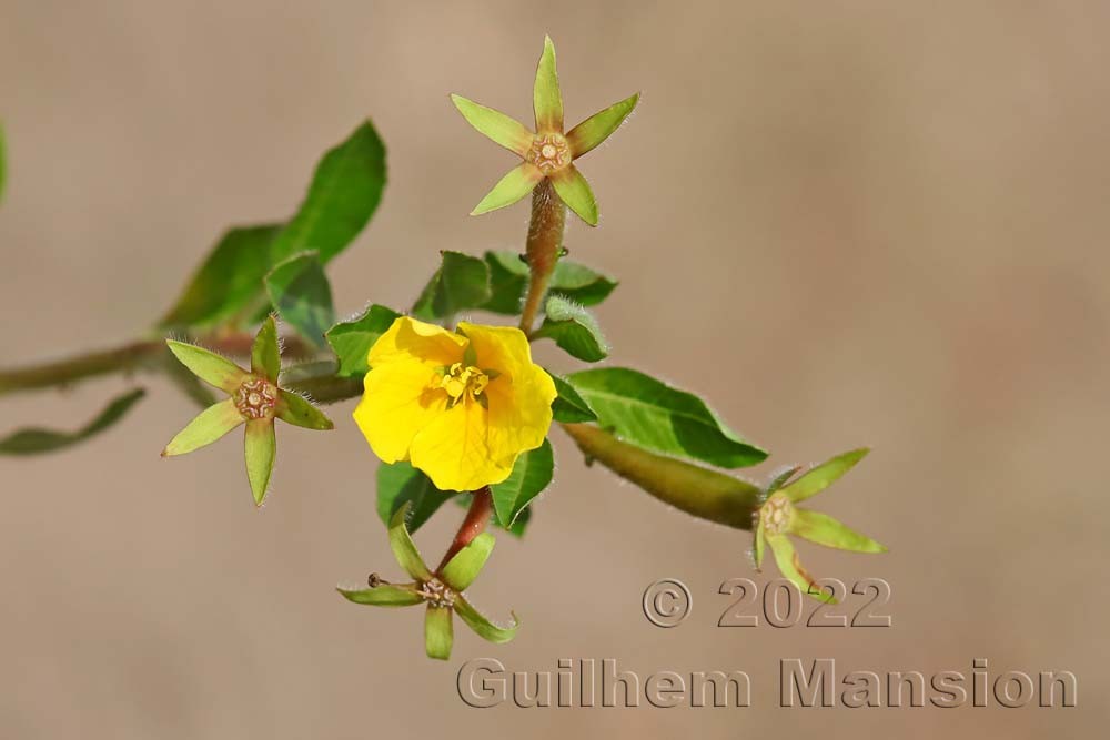 Ludwigia peploides