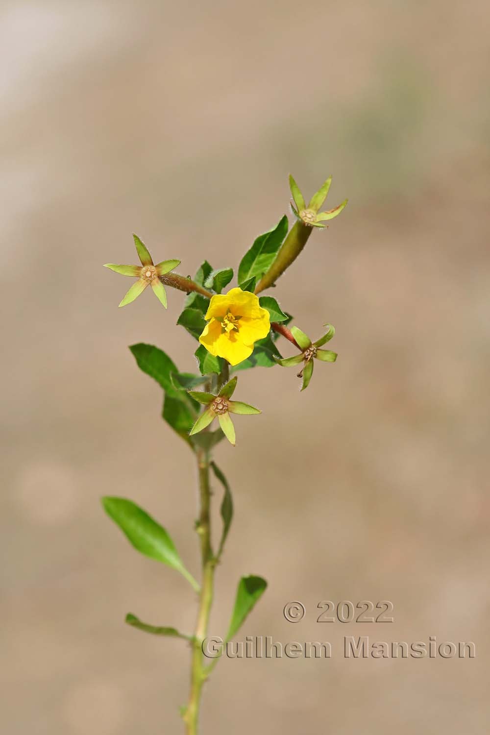 Ludwigia peploides