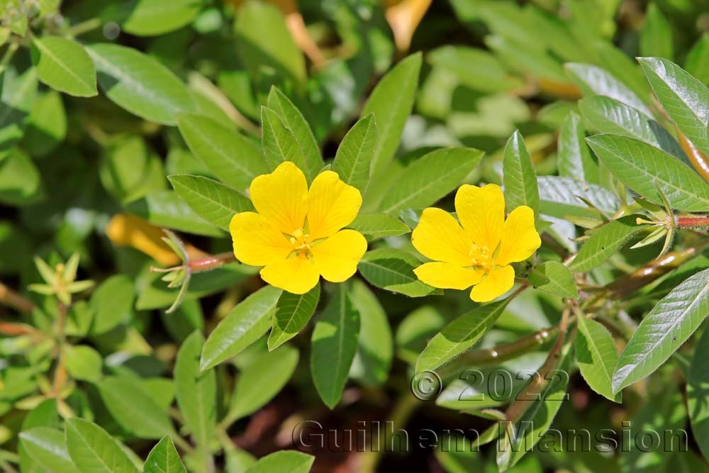 Ludwigia peploides