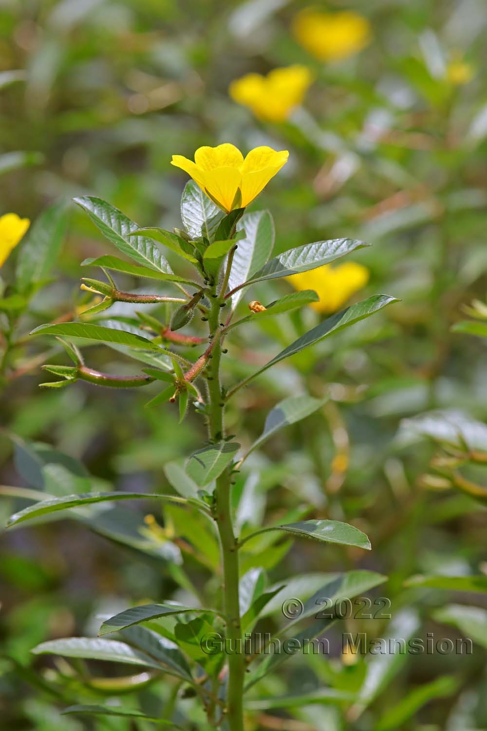 Ludwigia peploides