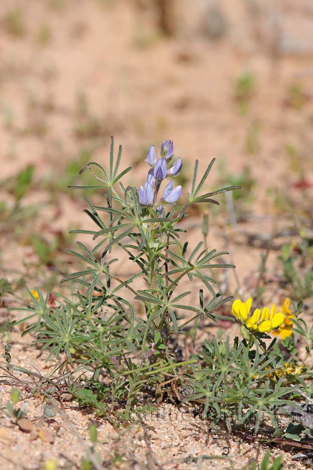 Lupinus angustifolius