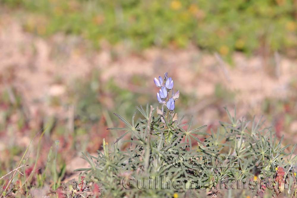 Lupinus angustifolius