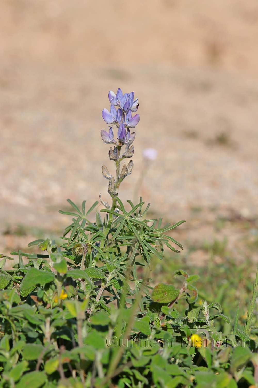 Lupinus angustifolius