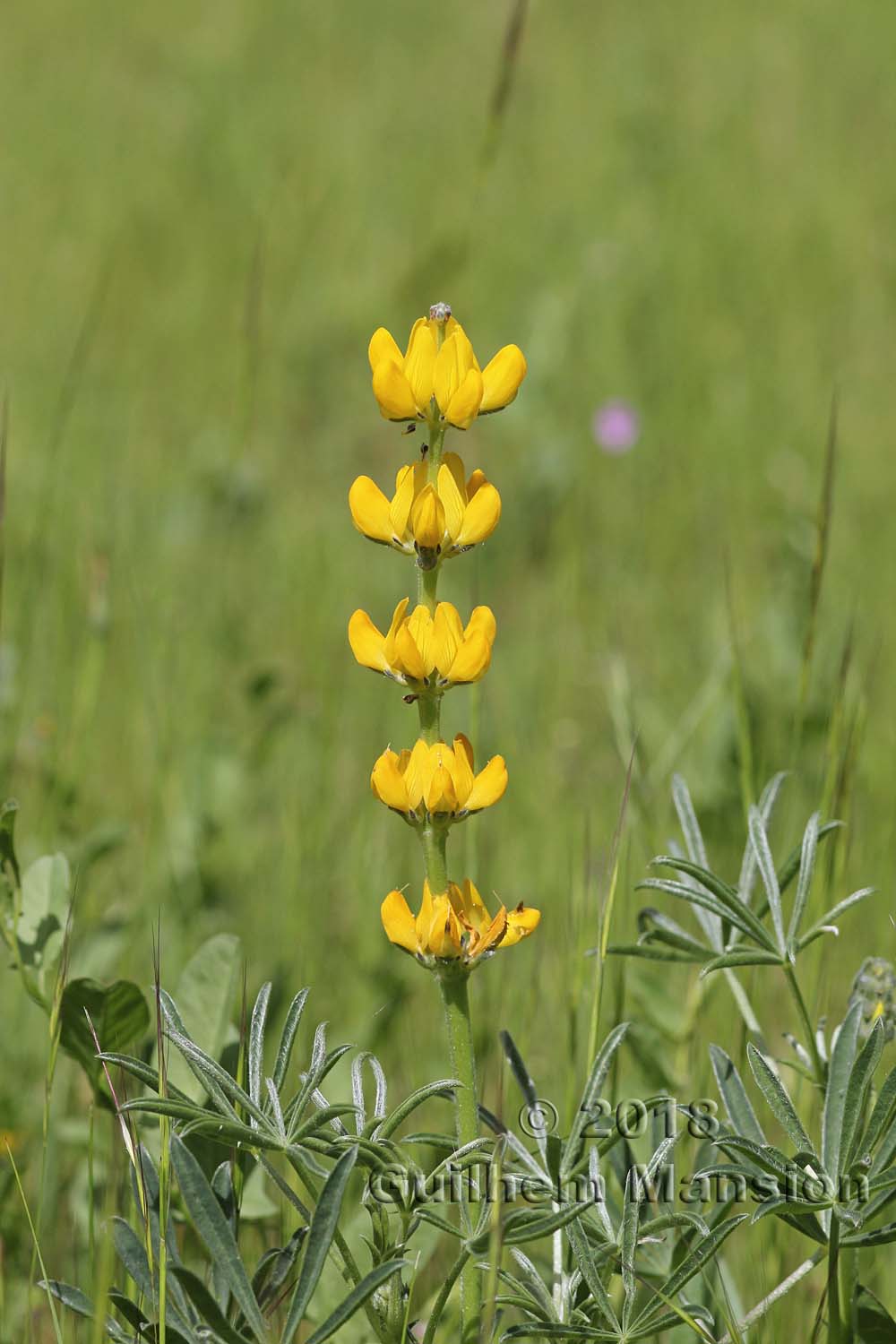 Lupinus luteus