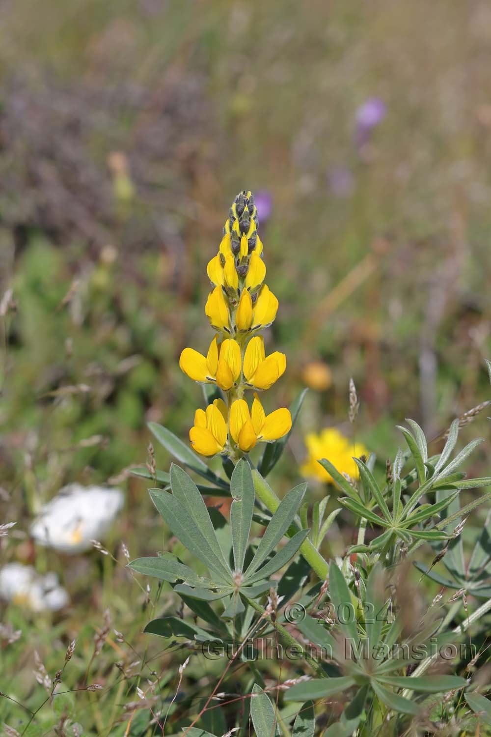 Lupinus luteus