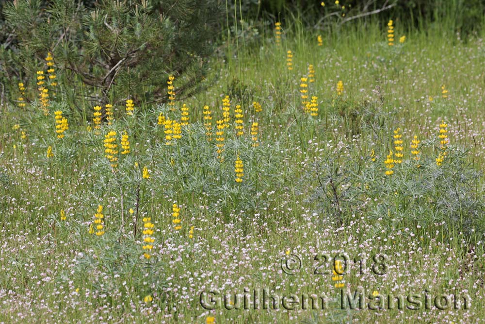 Lupinus luteus