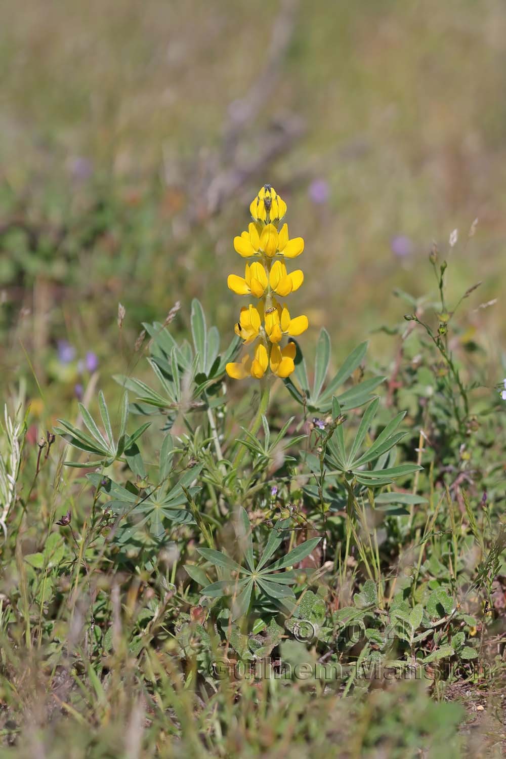 Lupinus luteus