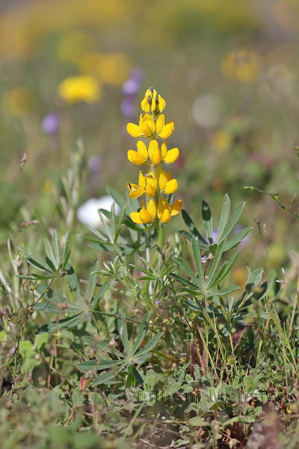 Lupinus luteus