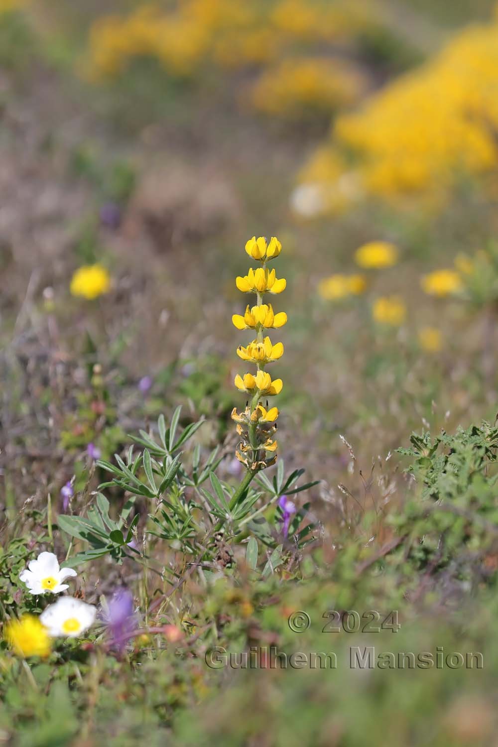 Lupinus luteus