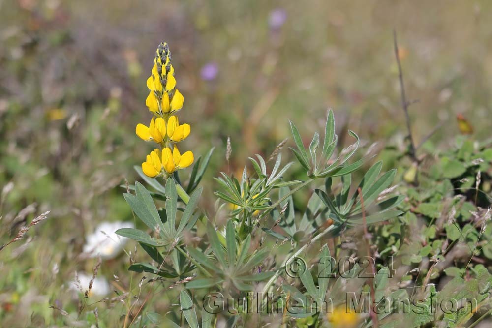 Lupinus luteus