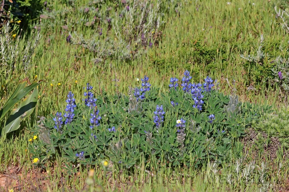 Lupinus micranthus