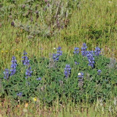 Lupinus micranthus