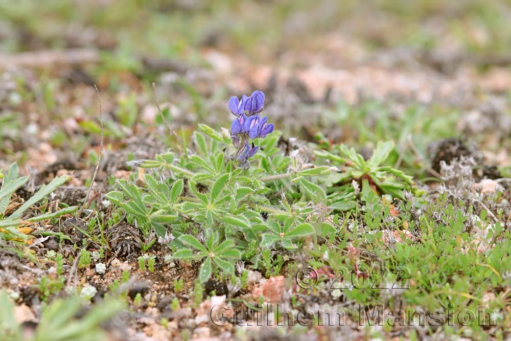 Lupinus micranthus