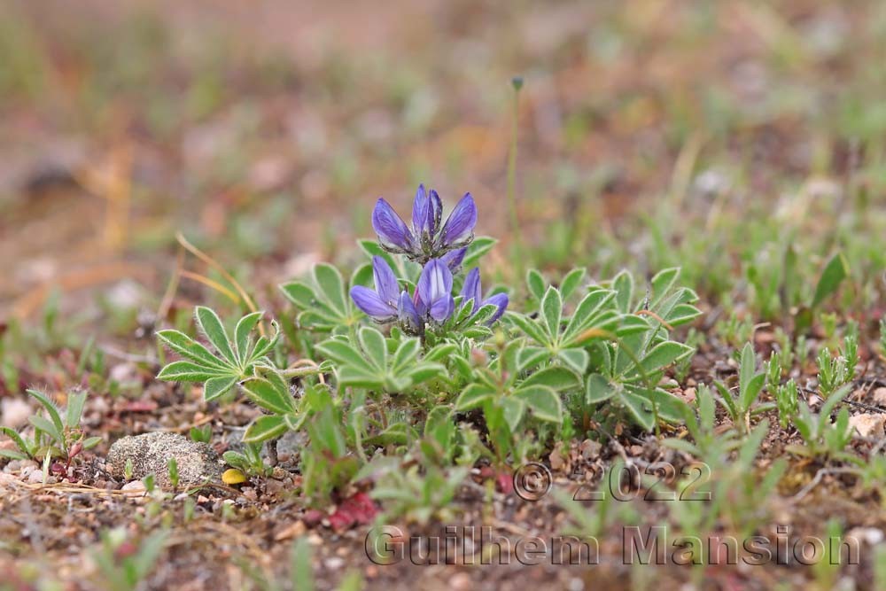 Lupinus micranthus