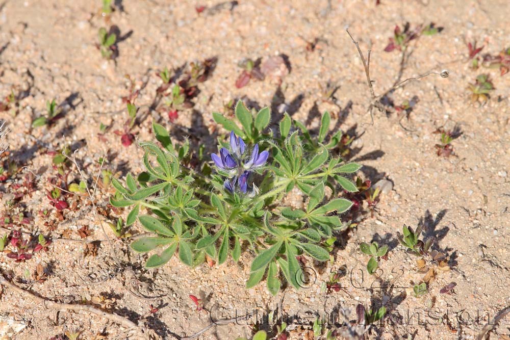 Lupinus micranthus