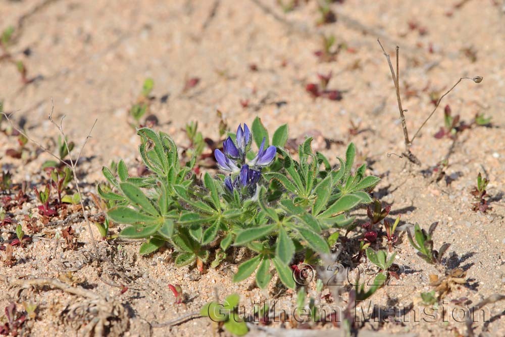 Lupinus micranthus