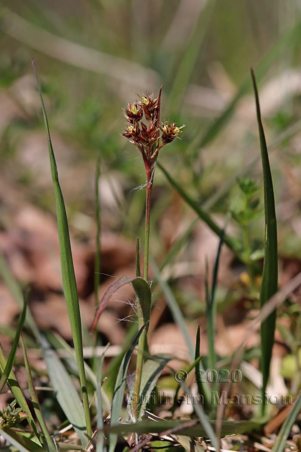 Luzula campestris