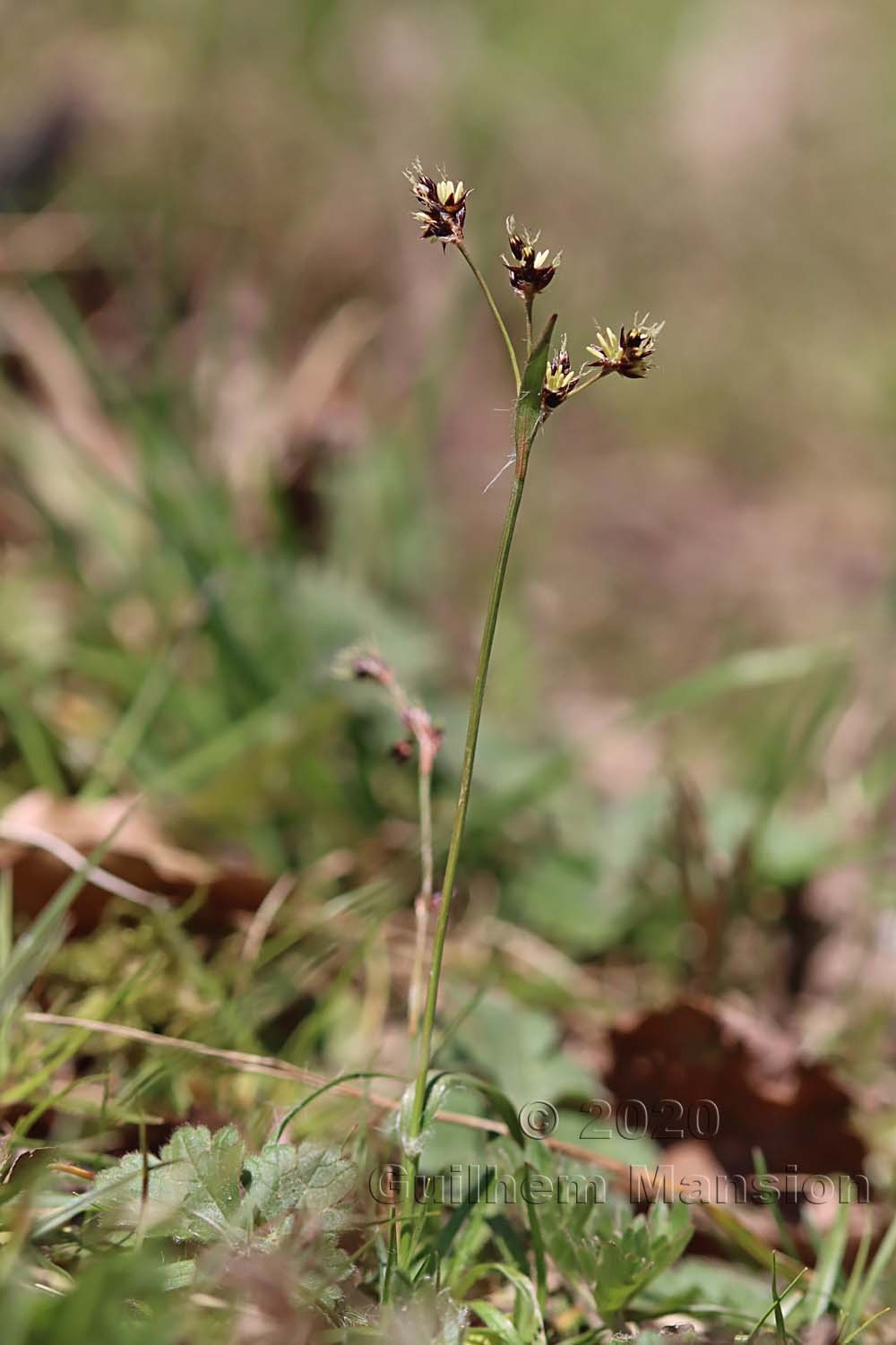 Luzula campestris