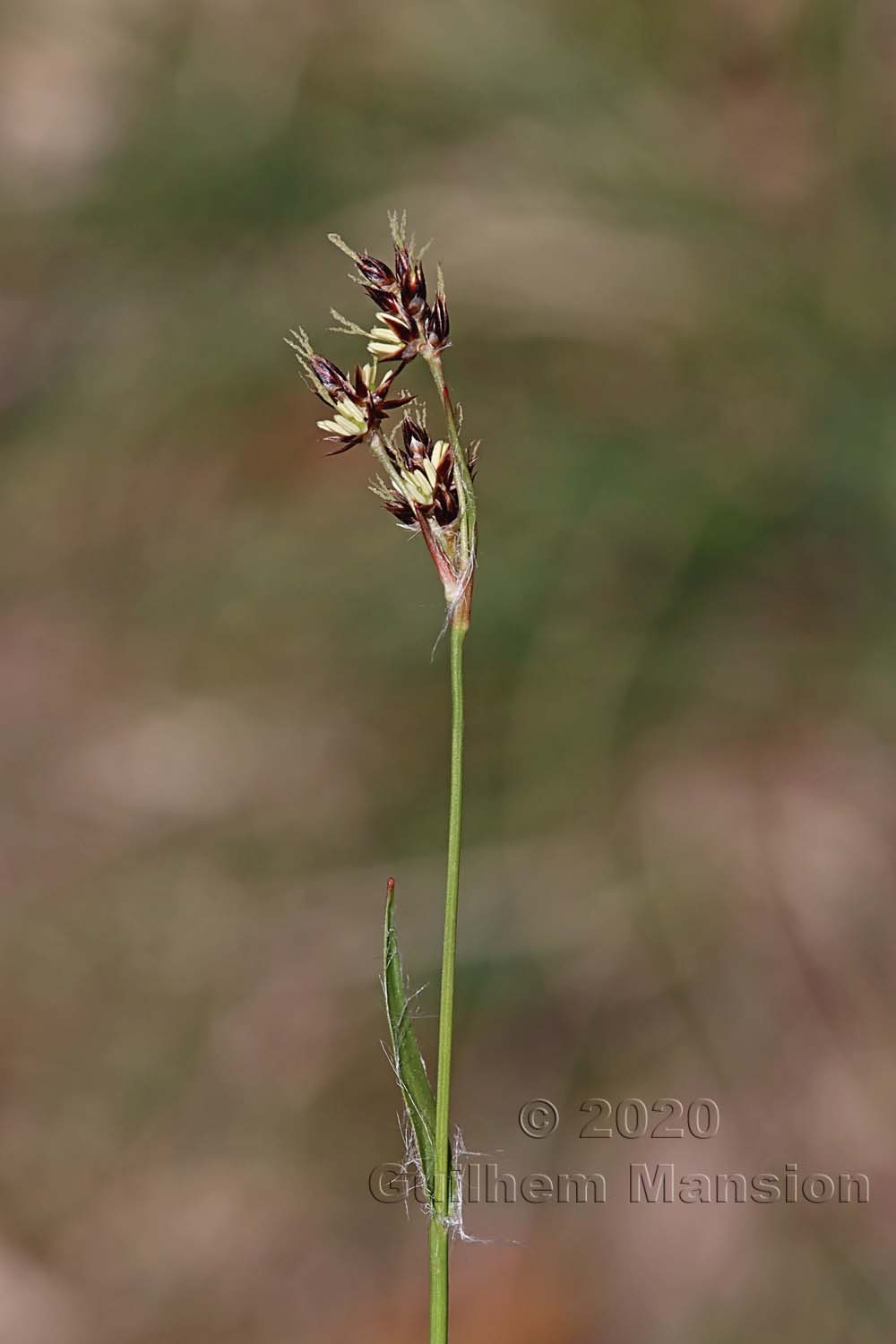 Luzula campestris