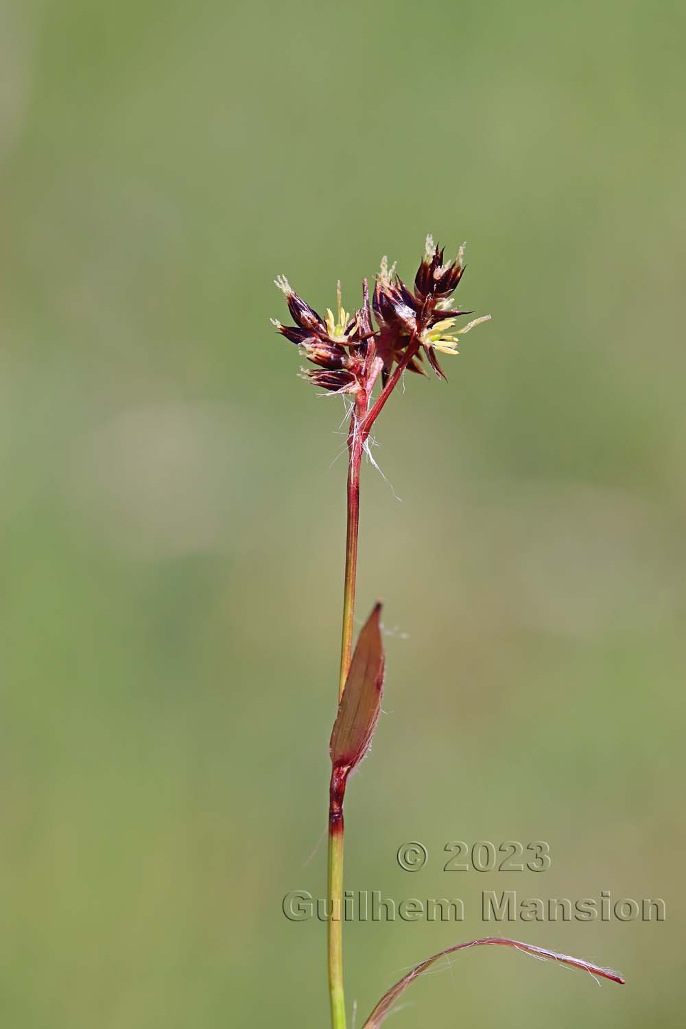 Luzula campestris