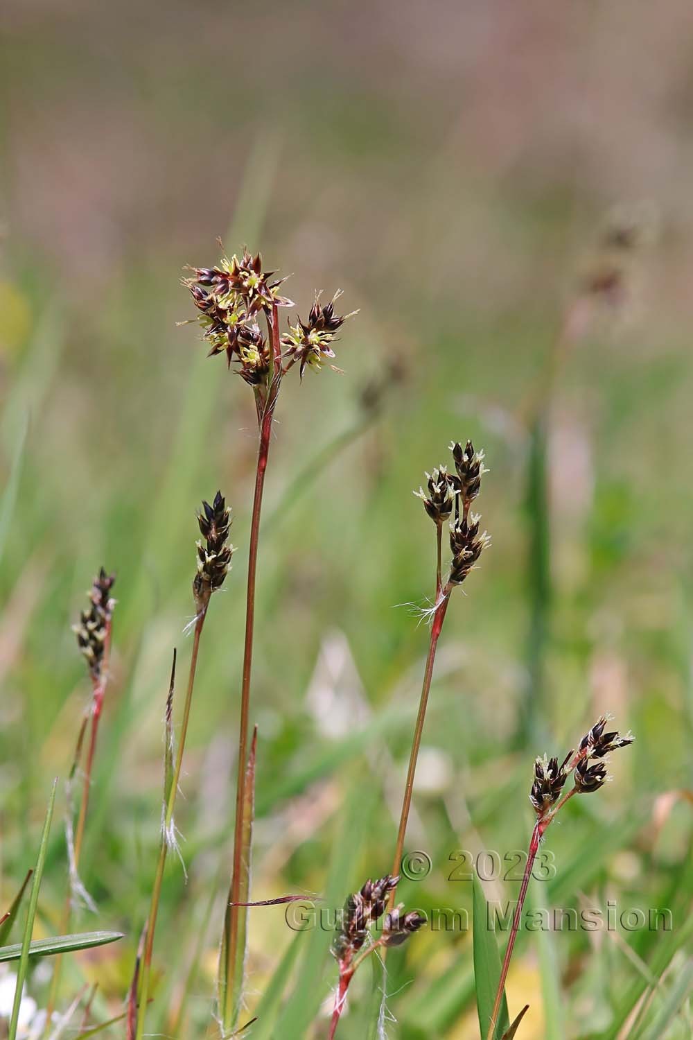 Luzula campestris