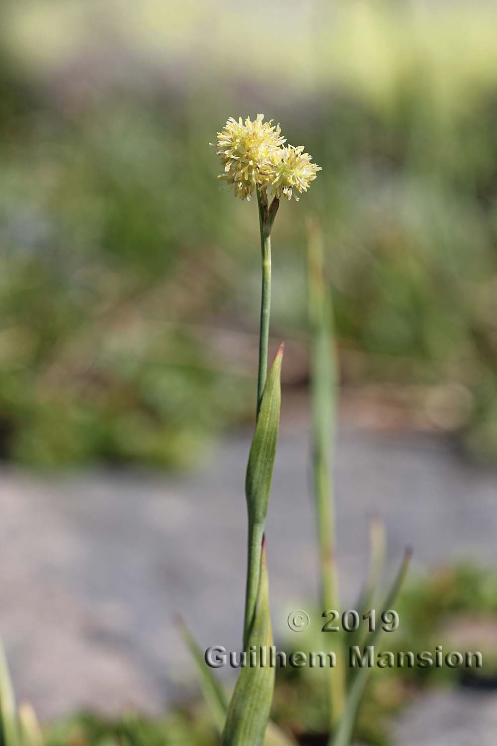 Luzula lutea