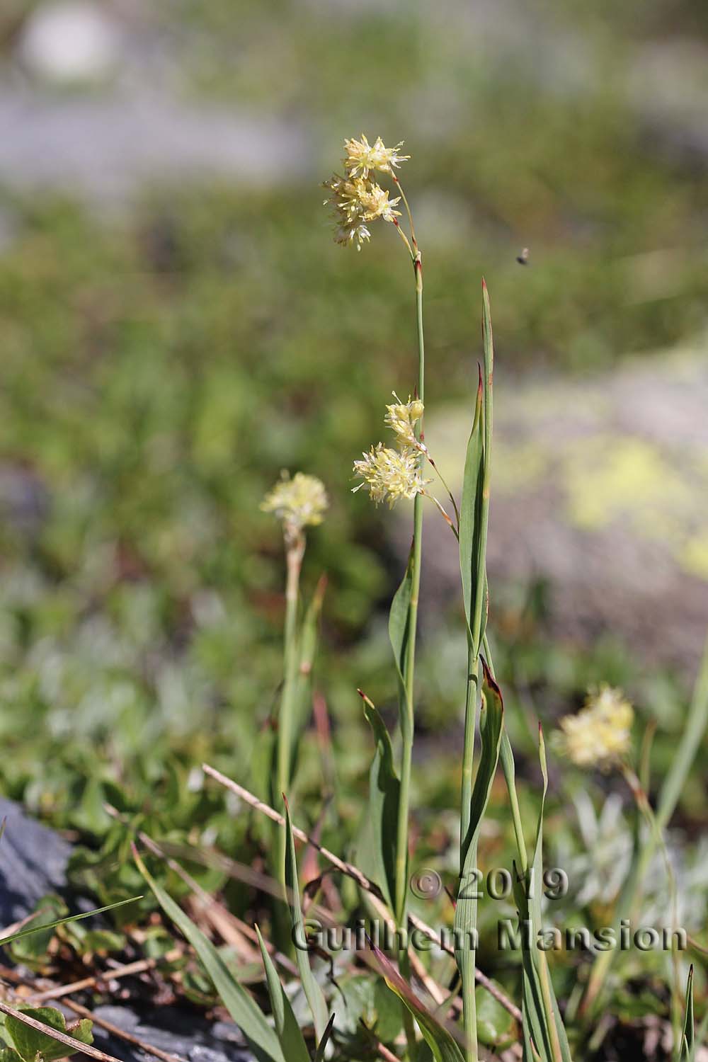 Luzula lutea