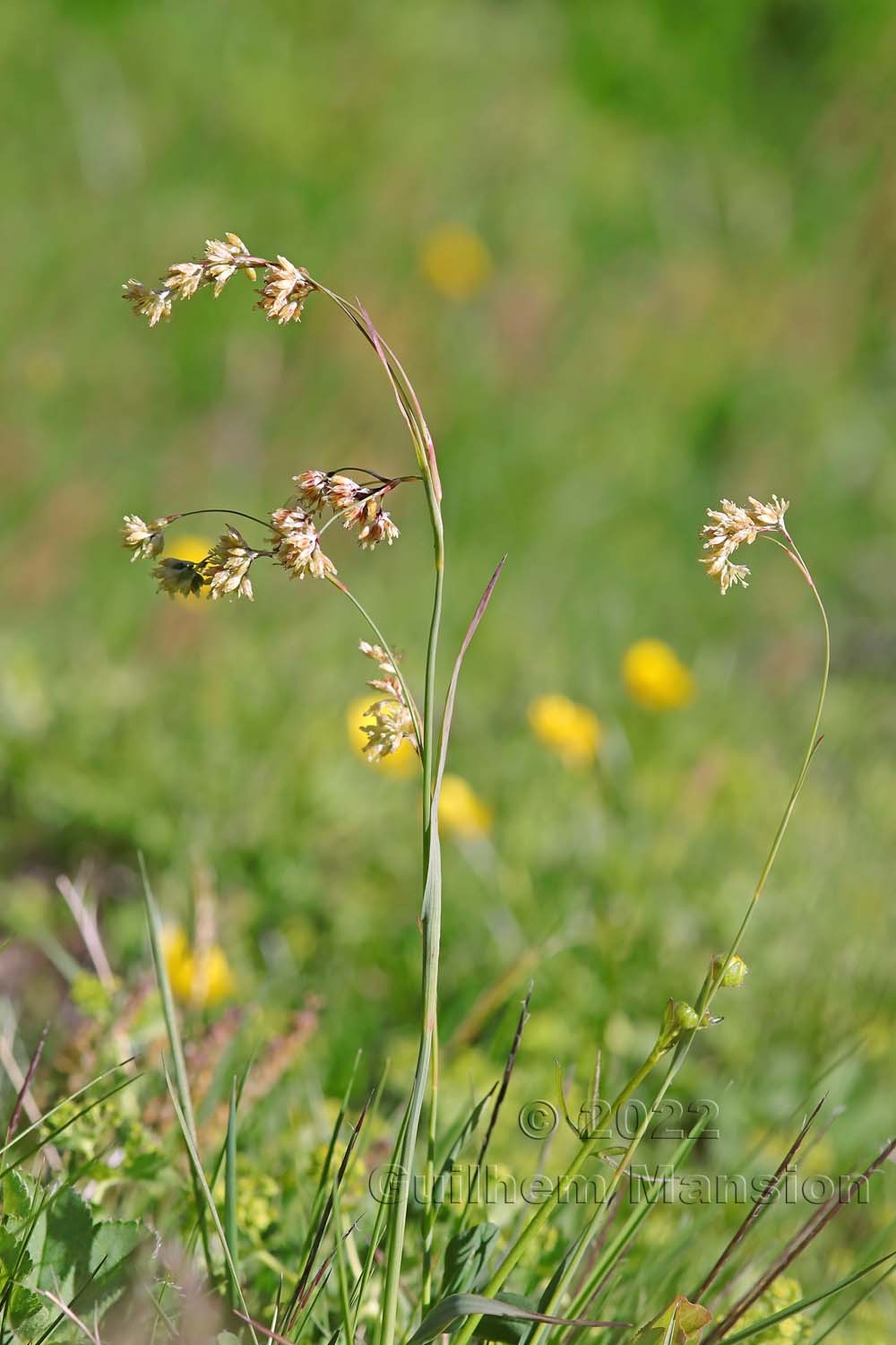 Luzula lutea