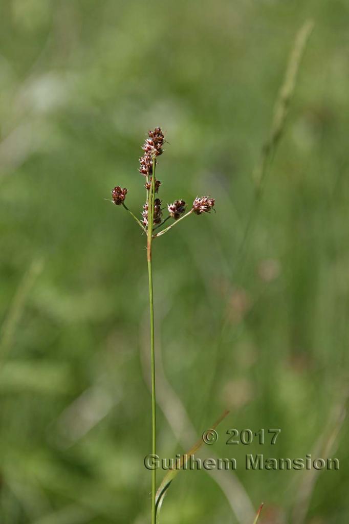 Luzula multiflora