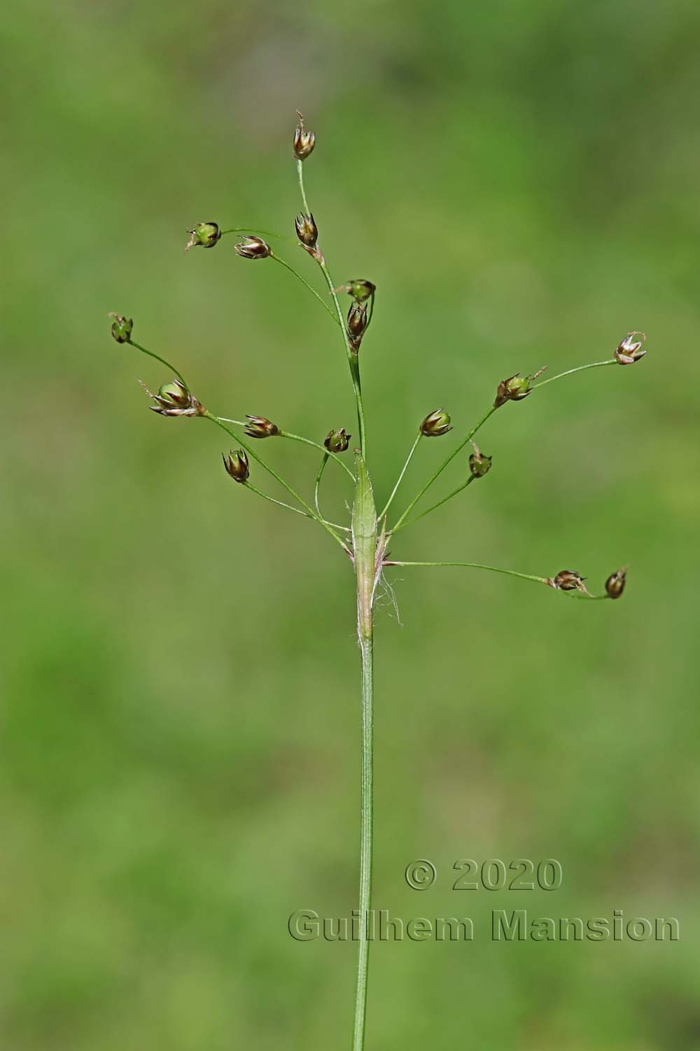 Luzula pilosa