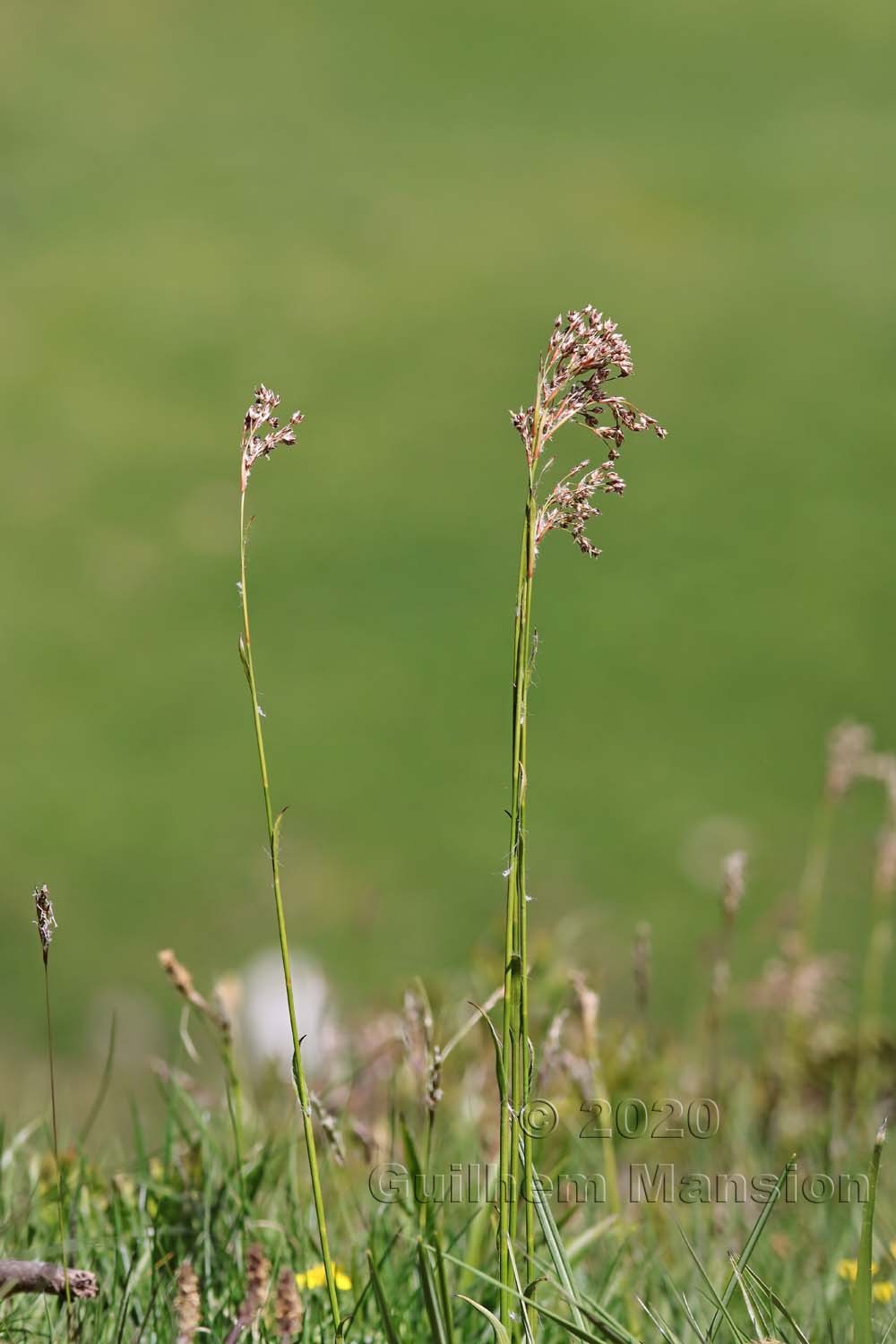 Luzula sieberi