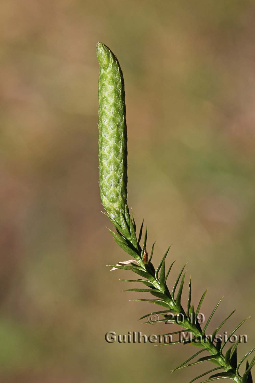 Lycopodium annonitum