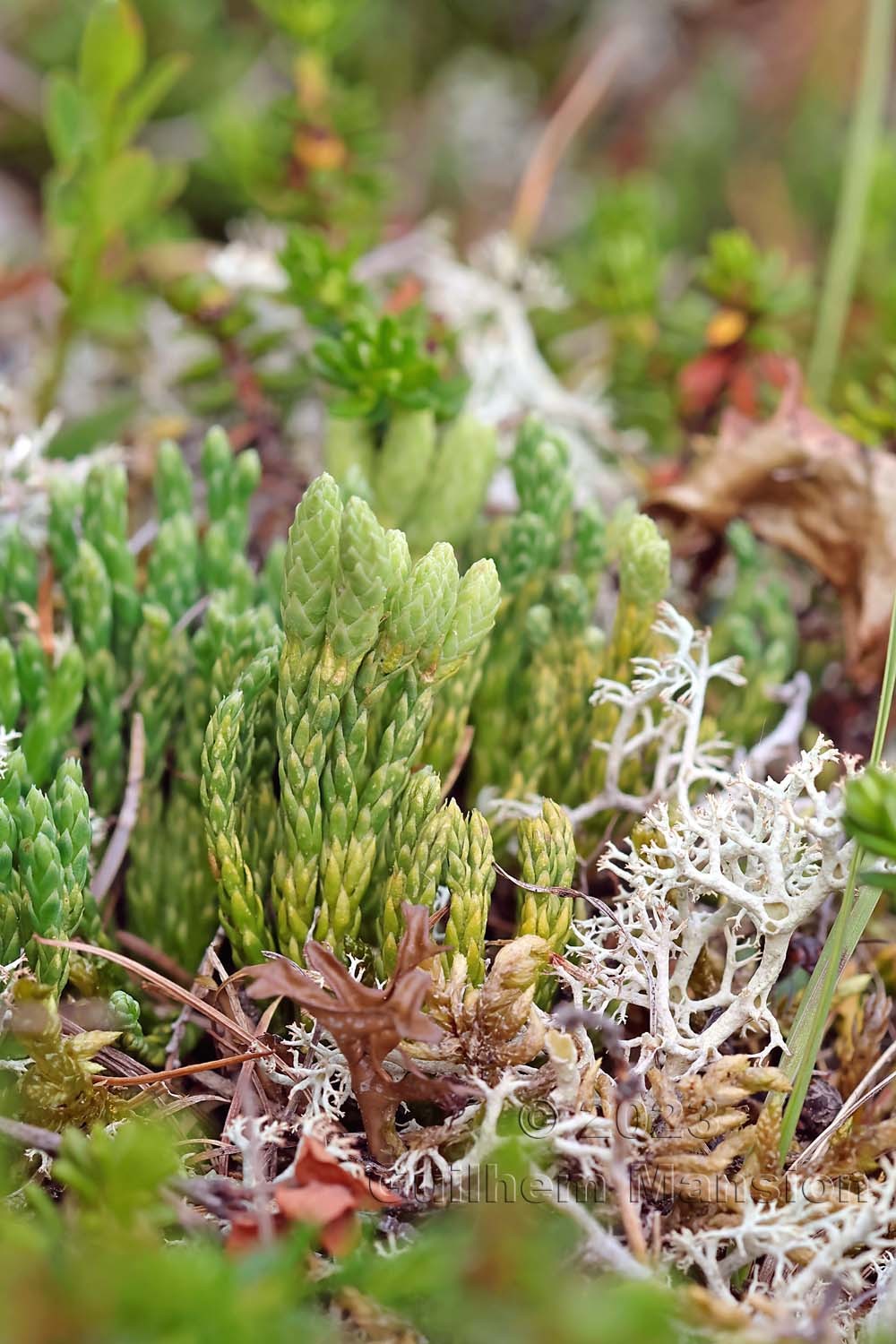 Lycopodium [Diphasiastrum] alpinum