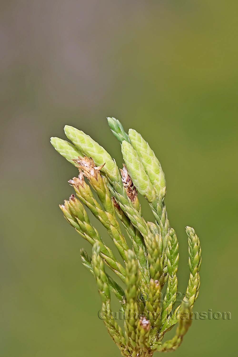 Lycopodium [Diphasiastrum] alpinum