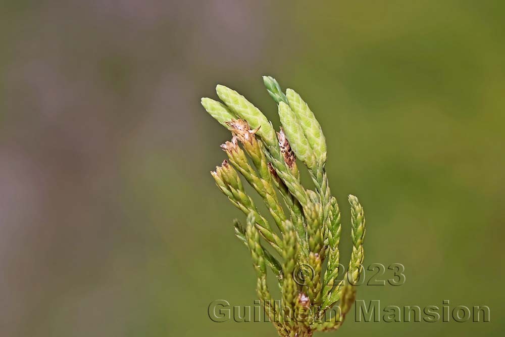 Lycopodium [Diphasiastrum] alpinum