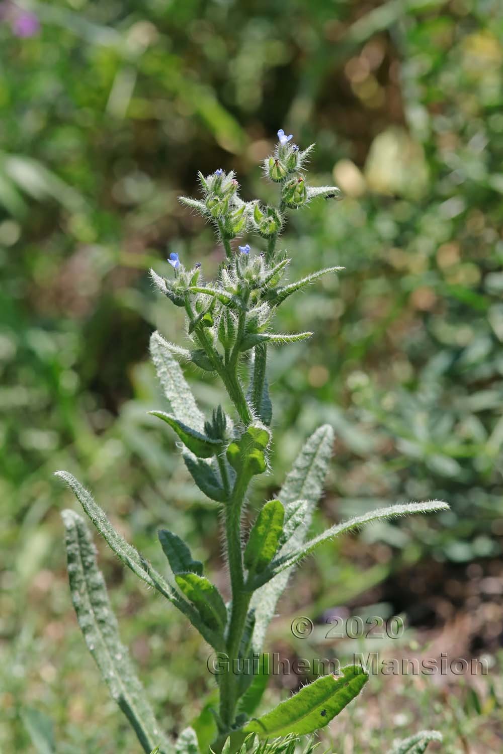 Lycopsis arvensis