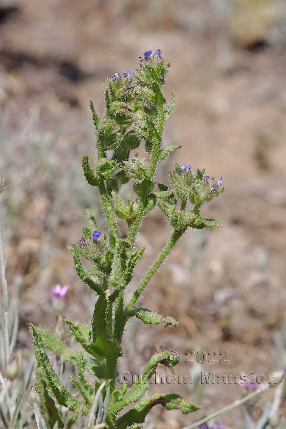 Lycopsis arvensis