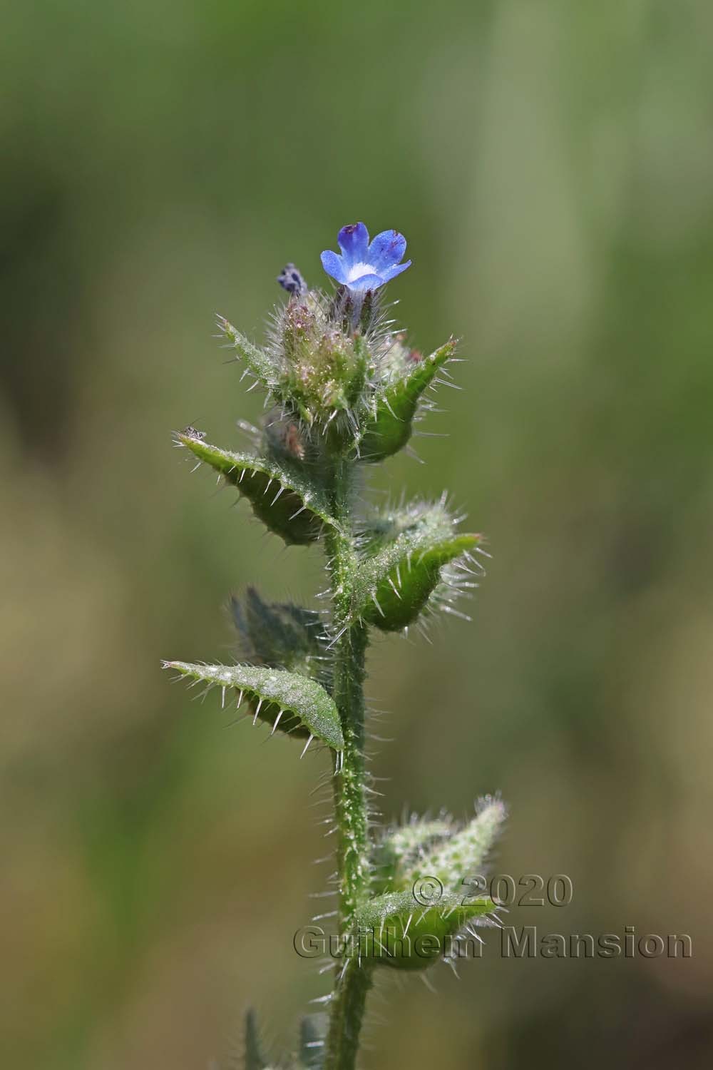 Lycopsis arvensis