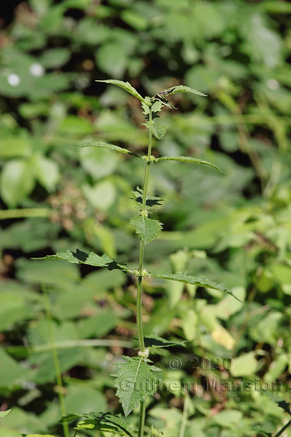 Lycopus europaeus