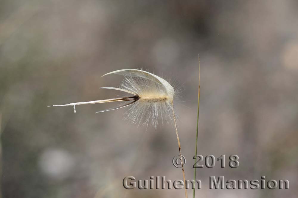 Lygeum spartum