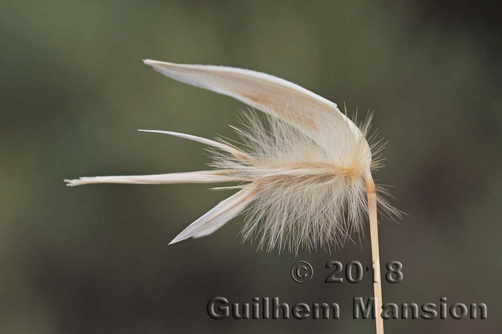 Family - Poaceae