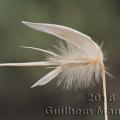 Family - Poaceae