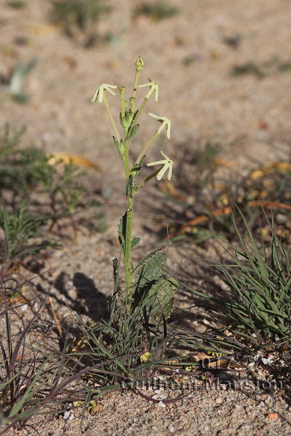 Lyperia tristis