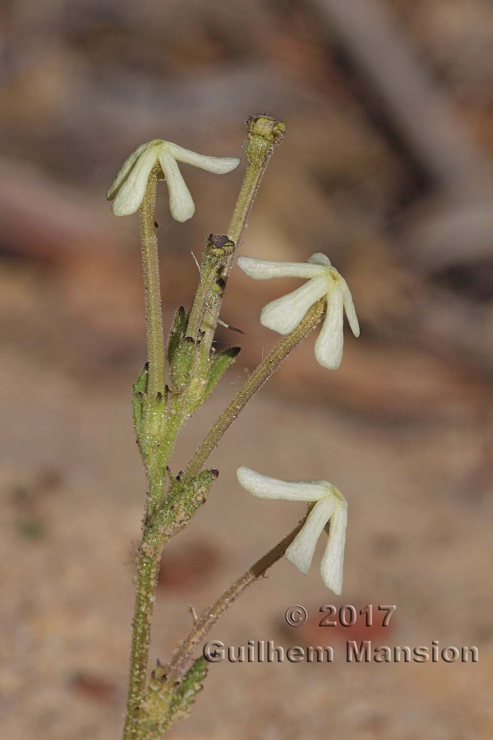 Lyperia tristis