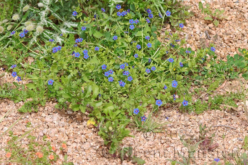 Lysimachia [Anagallis] arvensis