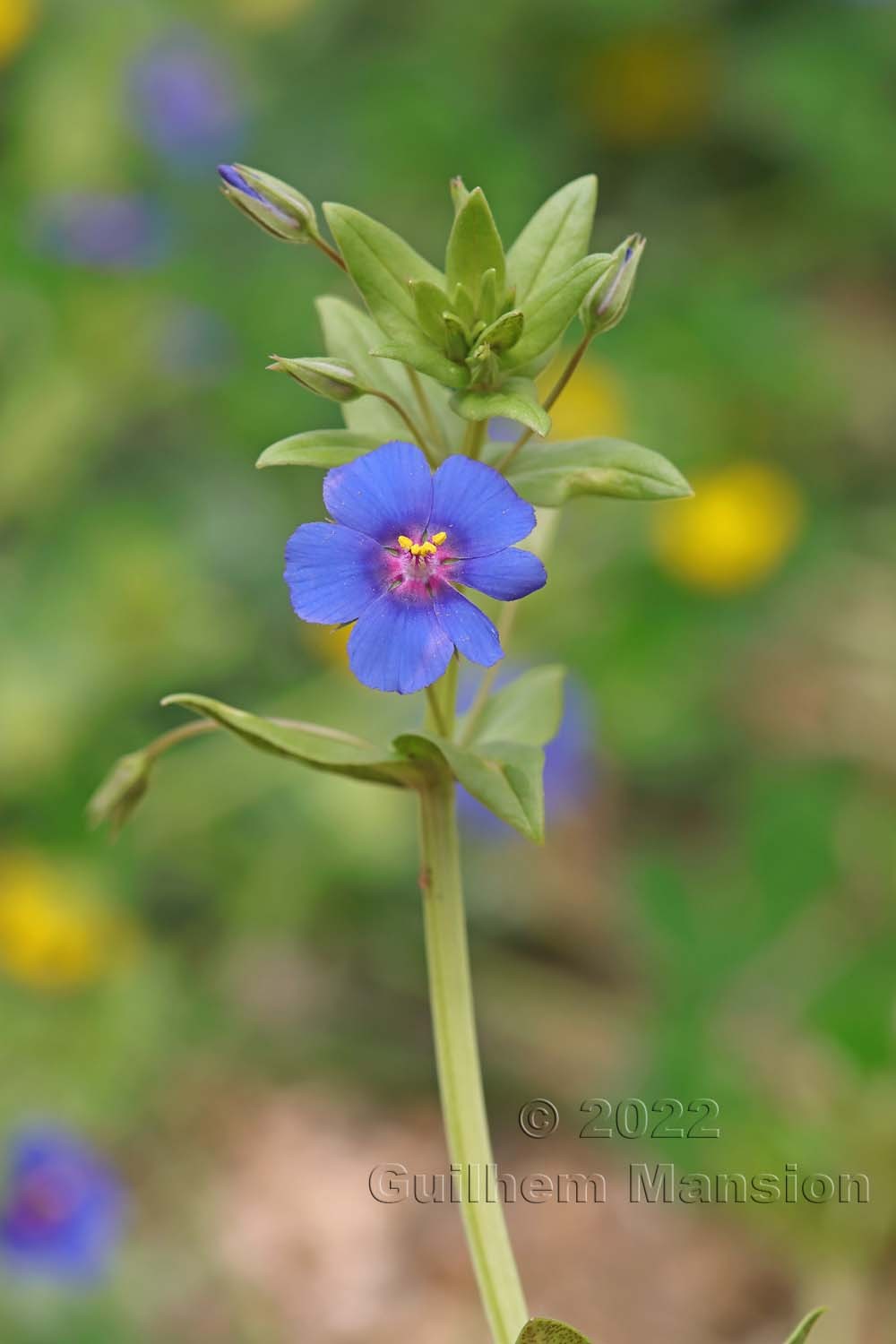 Lysimachia [Anagallis] arvensis