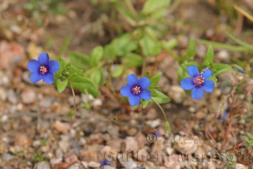 Lysimachia [Anagallis] arvensis