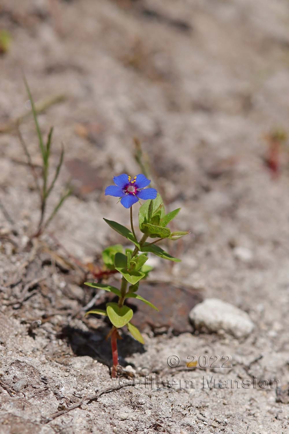 Lysimachia [Anagallis] arvensis